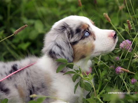 Cute Mini Australian Shepherd Puppies