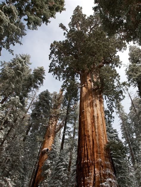 Tallest Native Tree 的图像结果
