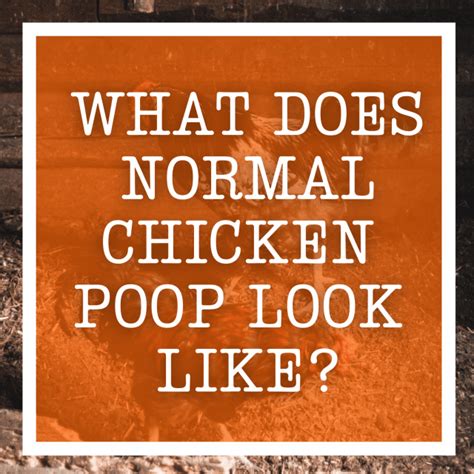 Image result for Normal Chicken Poop