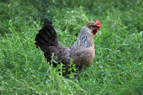 Crested Cream Legbar – The Pasture Farms