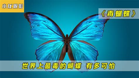 这是一种有毒的蝴蝶，太可怕了！_高清1080P在线观看平台_腾讯视频