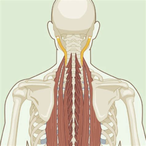 Back Muscle – Longissimus Capitis Division – CoachEliasNunez