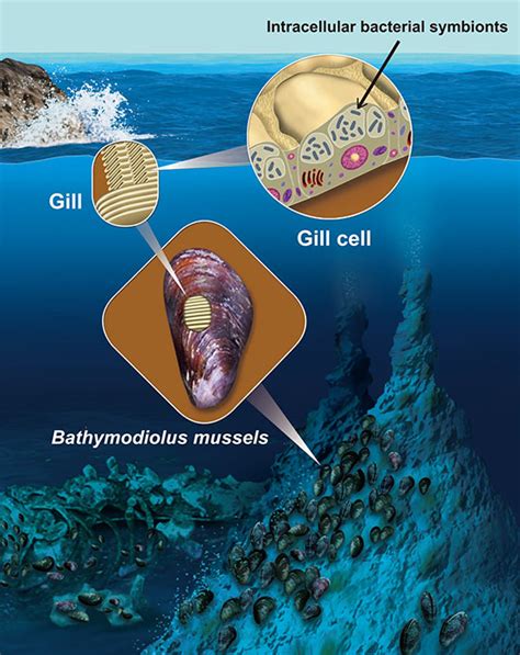 Image result for Chemosynthesis Examples