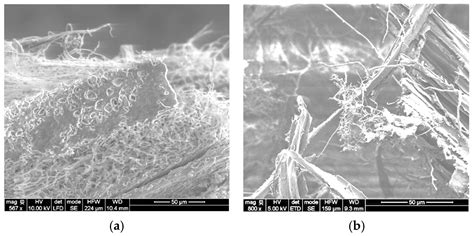 Microstructure-Driven Hygrothermal Behavior of Mycelium-Based ...