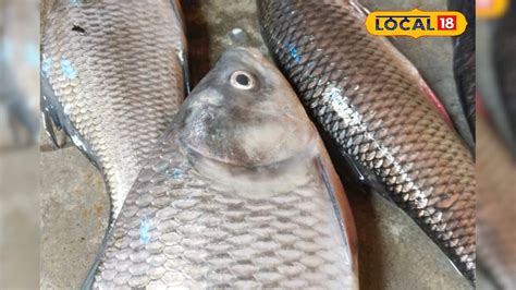 Rui Mach: গুণে ঠাসা, দামেও সস্তা, ভাতের পাশে রুই মাছ বাঙালির একেবারে ...