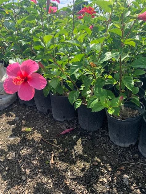 Hibiscus Pink Hybrid All Time Flowering Live Plant – Bees Plant Hub