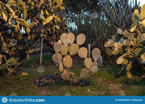 Genus Opuntia Plant of the Cactus Family Stock Photo - Image of botany ...