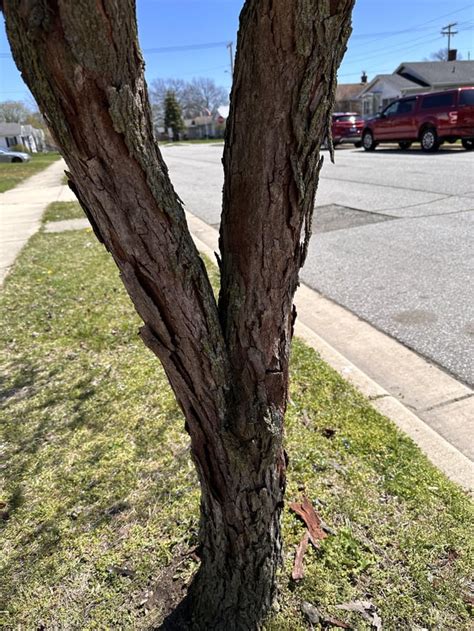 Image result for Tree with Bark Rot