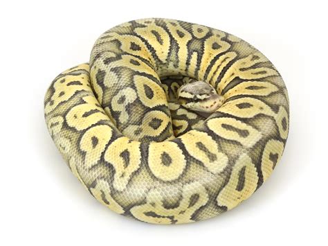 Image result for Pin Strip Ghost Ball Python