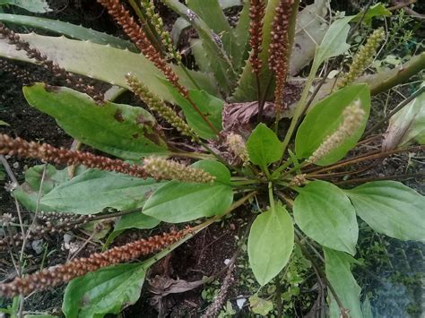 01159 LLANTÉN: Plantago major – Repositorio Digital: Flora de la Mitad ...