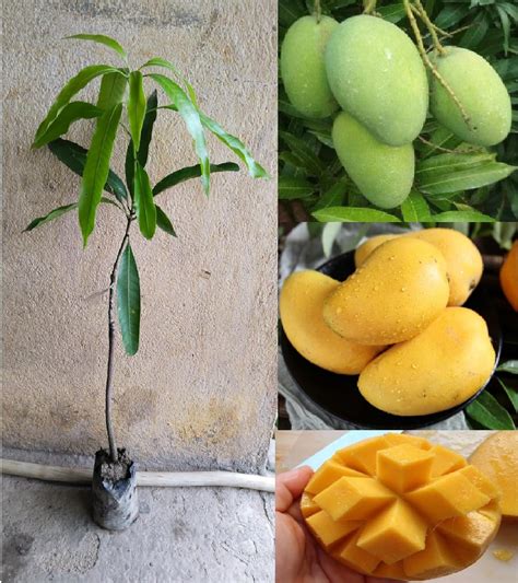 Oxiflora"Banganpalli Mango" Live Amba fruit plant Grafted hybrid Mango ...