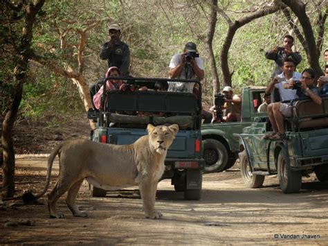 Gir Jungle Safari Booking,Gir Online Permit Booking , Gir Hotels Book