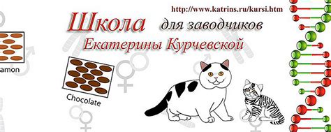 Школа для заводчиков. Фелинологические курсы. | ШКОЛА ДЛЯ ЗАВОДЧИКОВ ...