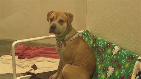 Maricopa County Animal Care and Control reopens East Valley shelter ...