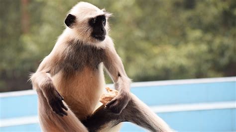 Tea lover monkey missing from Indore zoo, clue giver will get free ...