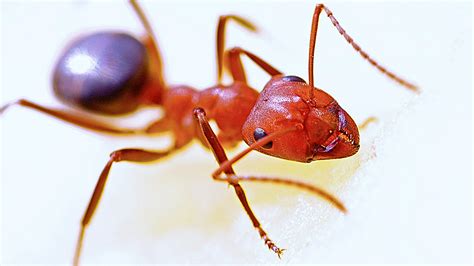 Big Red Ants