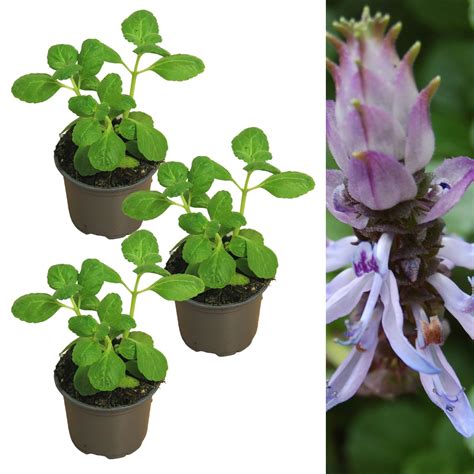 Coleus Canina Cat Scanraithe Scaredy Cat Plant, Coleus Canina, Keep