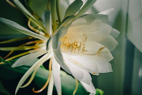 38 Flowers That Bloom At Night