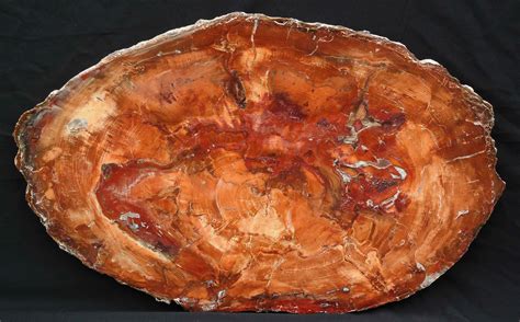 Brilliant Petrified Wood Tabletop - 30x19" For Sale (#6111) - FossilEra.com