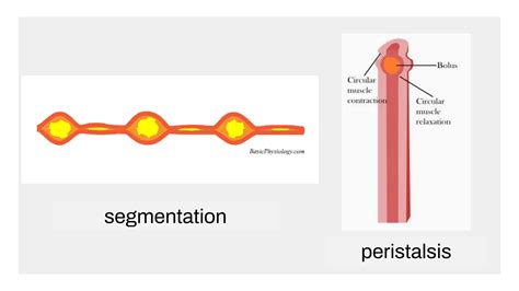 peristalsis & Segmentation ( digestive system).pptx