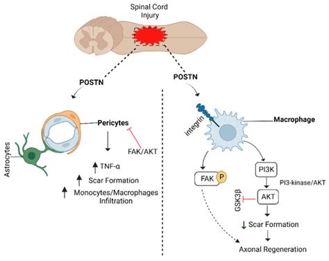 Axonal Regeneration: Underlying Molecular Mechanisms and Potential ...
