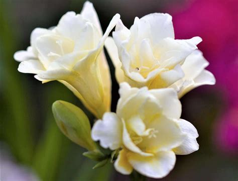 13 Most Fragrant Flowers to Grow Near Your Dining Area - Hort Zone