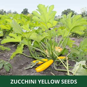 VibeX ® VXI-622 ZUCCHINI -YELLOW -SUMMER SQUASH Seed Price in India ...