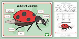 Spider Diagram Activity Pack