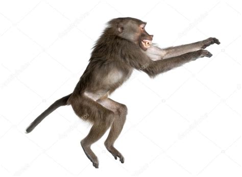 Image result for Baboon Side View