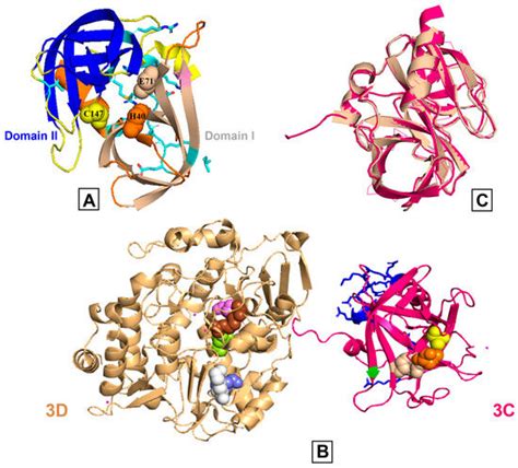 Picornavirus 3C Proteins Intervene in Host Cell Processes through ...