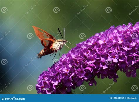 Hummingbird Clearwing Moth stock photo. Image of hummingbird - 100001732