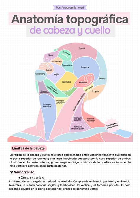 Anatomía topográfica de cabeza y cuello | anagraphis med | uDocz | Cabeza y cuello, Anatomia ...