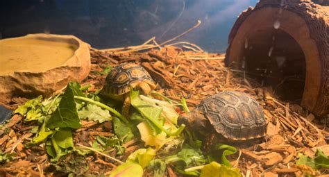 Image result for Box Turtle Homes