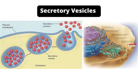Image result for Vesicles Structure and Function