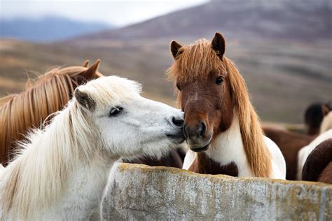 Where can I watch webcams from Iceland?