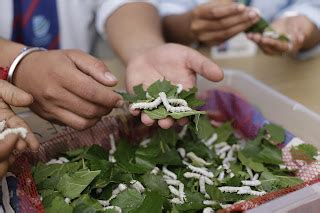 Experiential Learning Program (ELP) on Sericulture organised by the ...