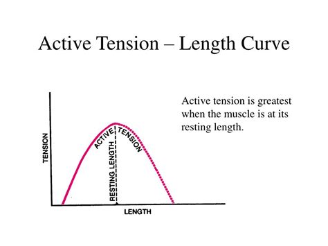 Image result for Tension Force Muscle Graph