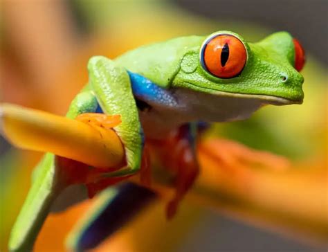 Image result for Tree Frog Catching