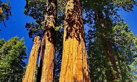 Sequoia and Kings Canyon National Park Tourism (2021): Best of Sequoia ...