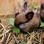 Image result for Dwarf Rabbits as Pets