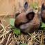 Image result for Types of Bunny Rabbit Breeds