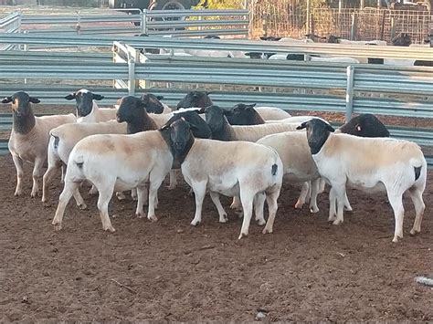 Sheep For Sale - Dorper Sheep Society Australia