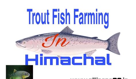 ट्राउट फिश फार्मिंग इन हिमाचल- Trout Fish Farming in Himachal
