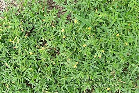 Syed garden Stylo hamata/Stylosanthes Hamata grass seed 5 KG : Amazon ...