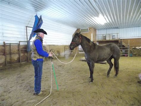 Properly Lunging the Horse - Bridle Up - Dennis Auslam