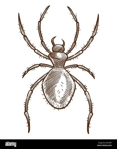 Black Widow Spider Drawing In Pencil