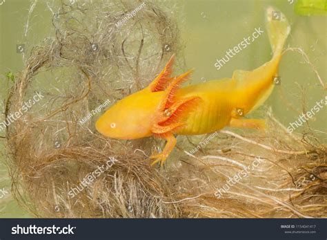 Mexican Walking Fish