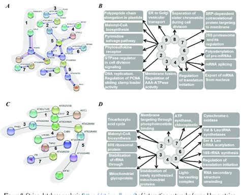 STRING Database Tutorial 的图像结果