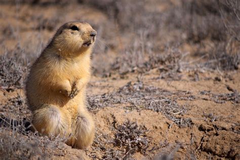 Gopher | The Biggest Animals Kingdom