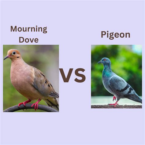 Bird E-Pedia - Explore All About Birds and Pets